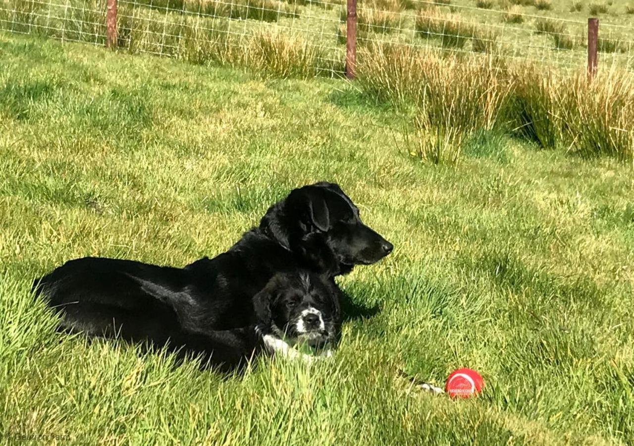 Farmhouse & Cottage At Geufron Farm - Dog Friendly Bryn-crug Exterior foto